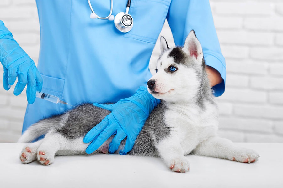 Puppy Vaccination 101 - Guide for New Parents