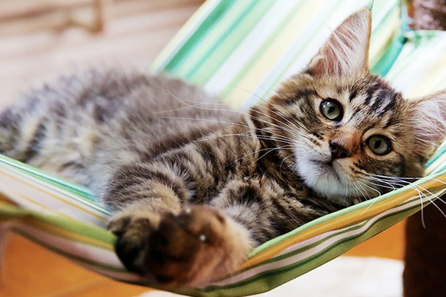 Welcoming a New Kitten into Your Home: A Comprehensive Guide