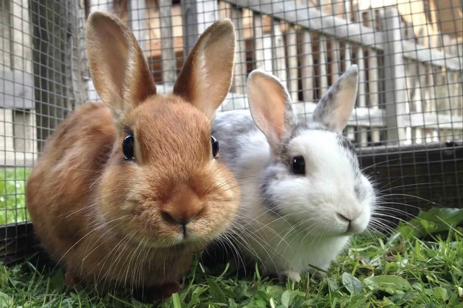 Rabbits as Popular Pets: A Detailed Exploration of the Dwarf Rex Breed